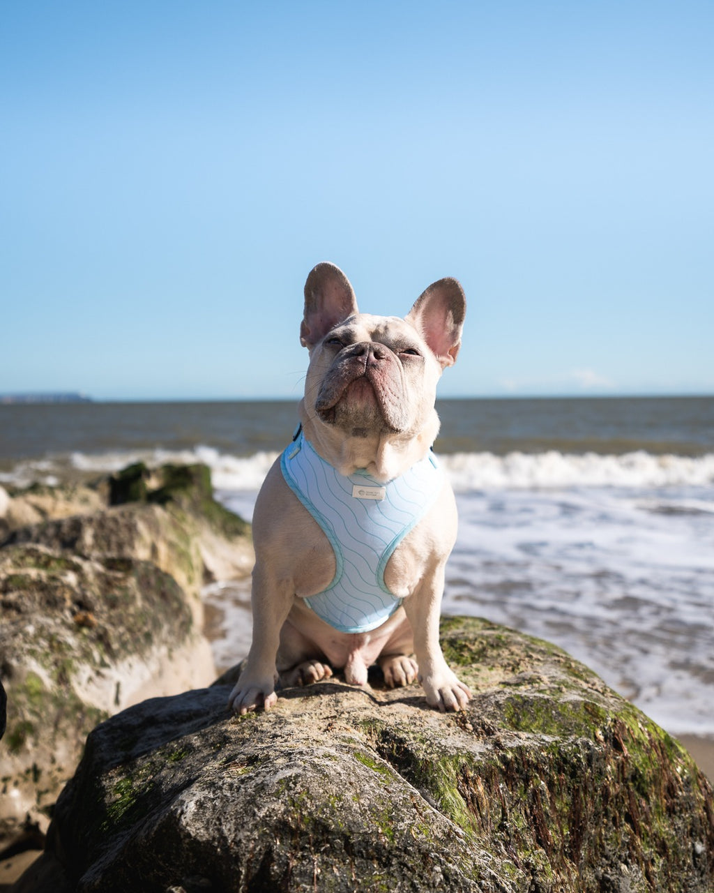 Blue Lagoon - Adjustable Harness