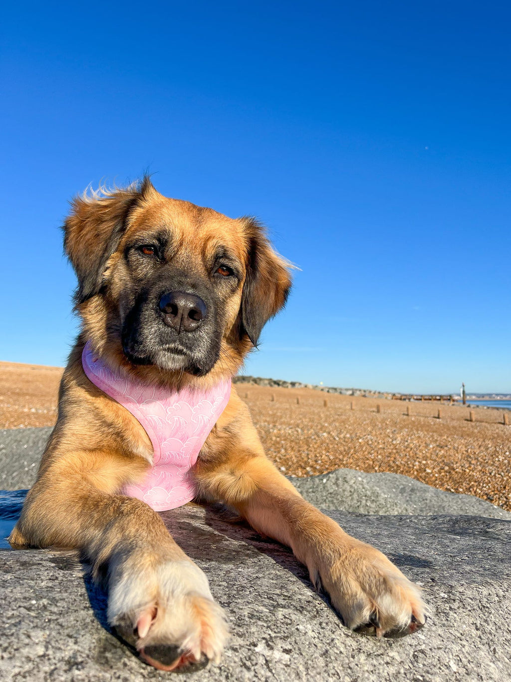 Raspberry Ripple - Adjustable Harness