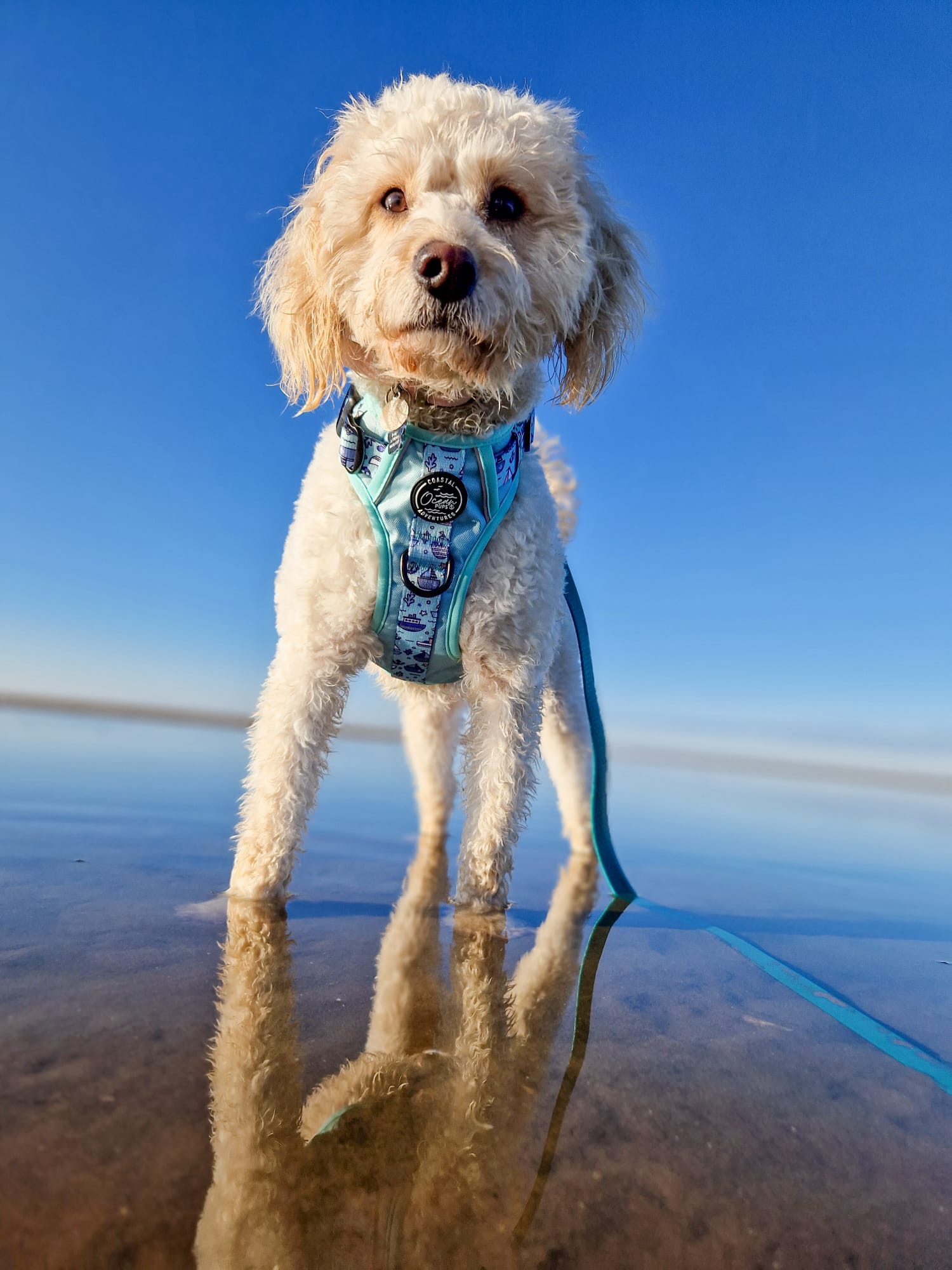 Coastal Adventures - Harness