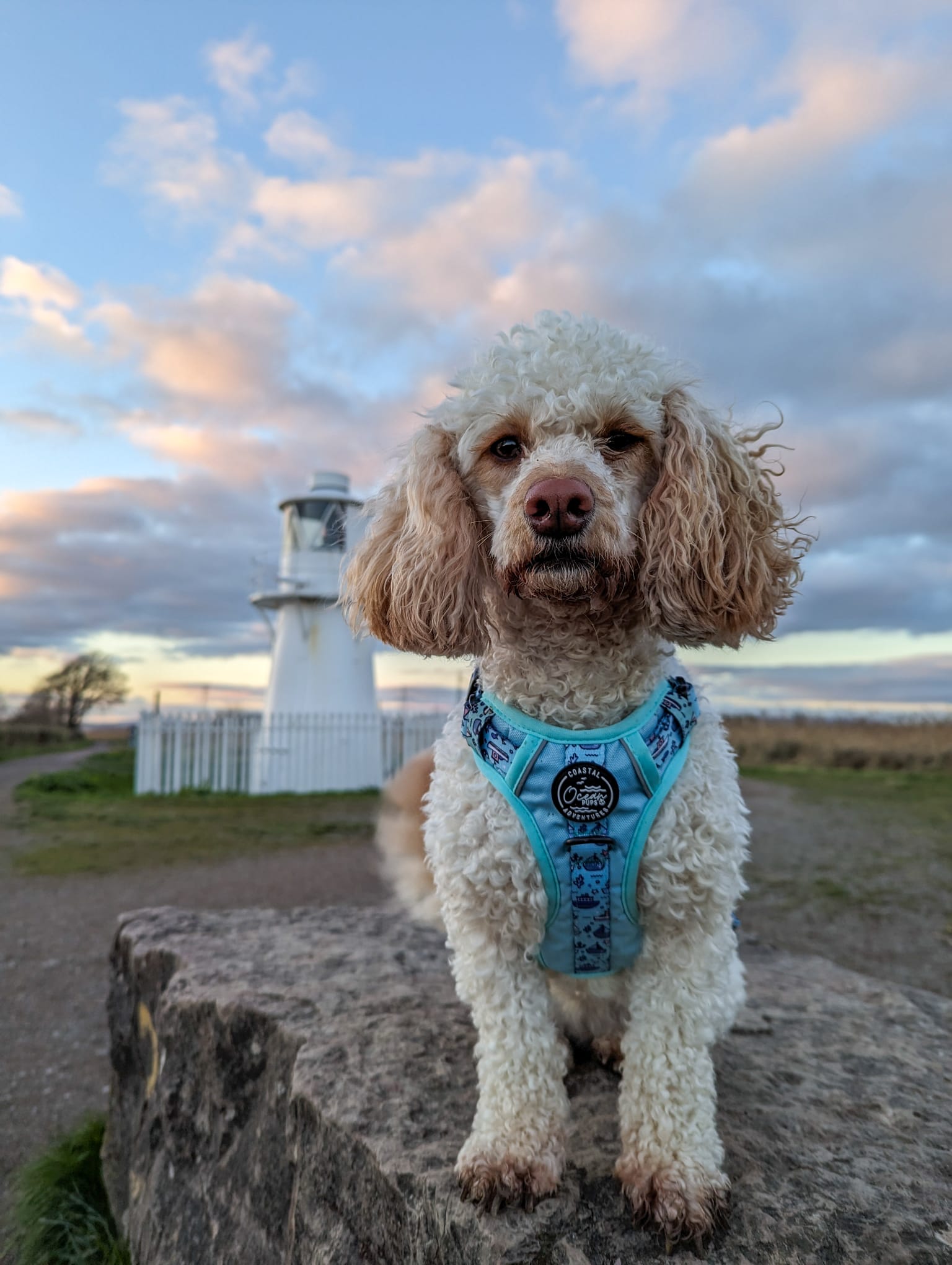 Coastal Adventures - Harness