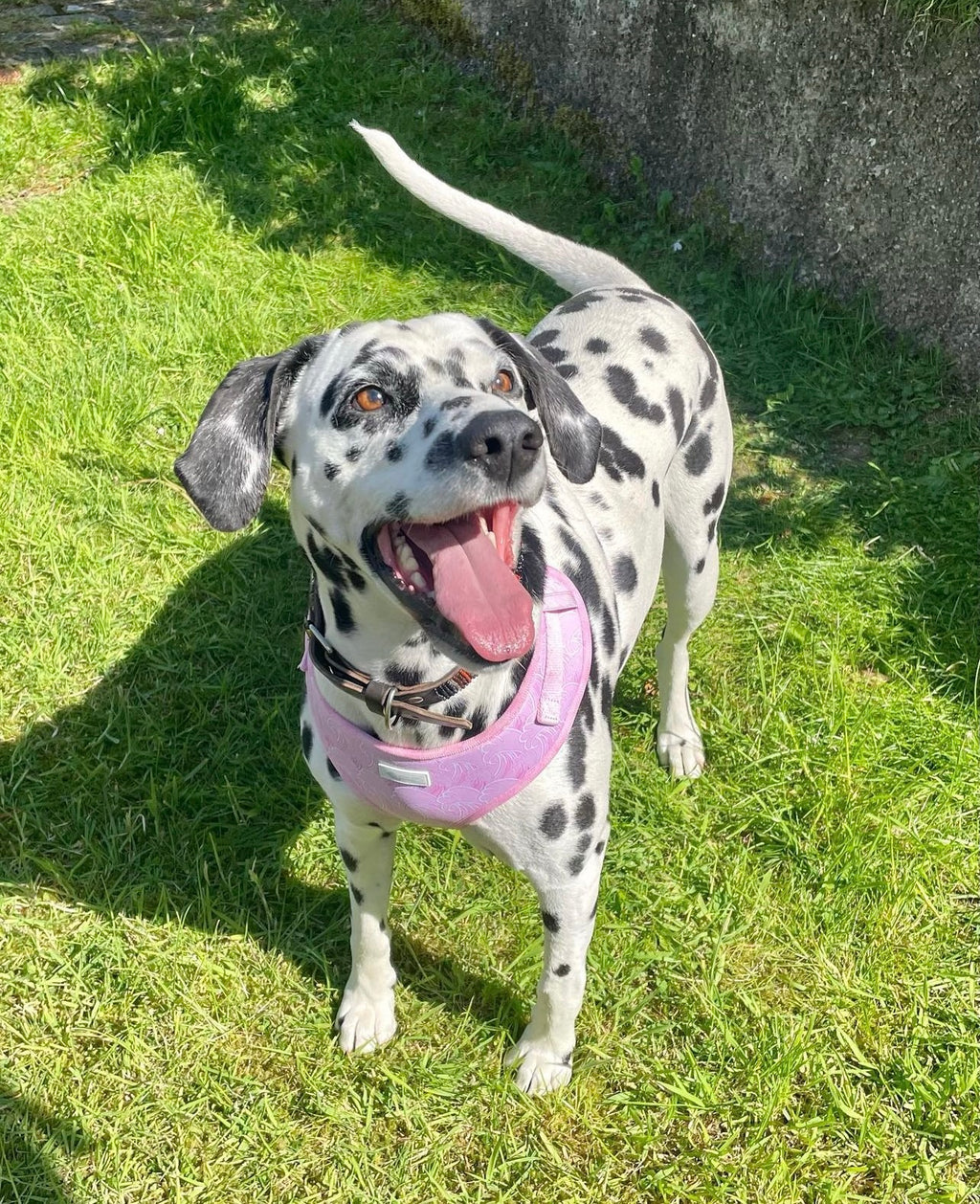 Raspberry Ripple - Adjustable Harness