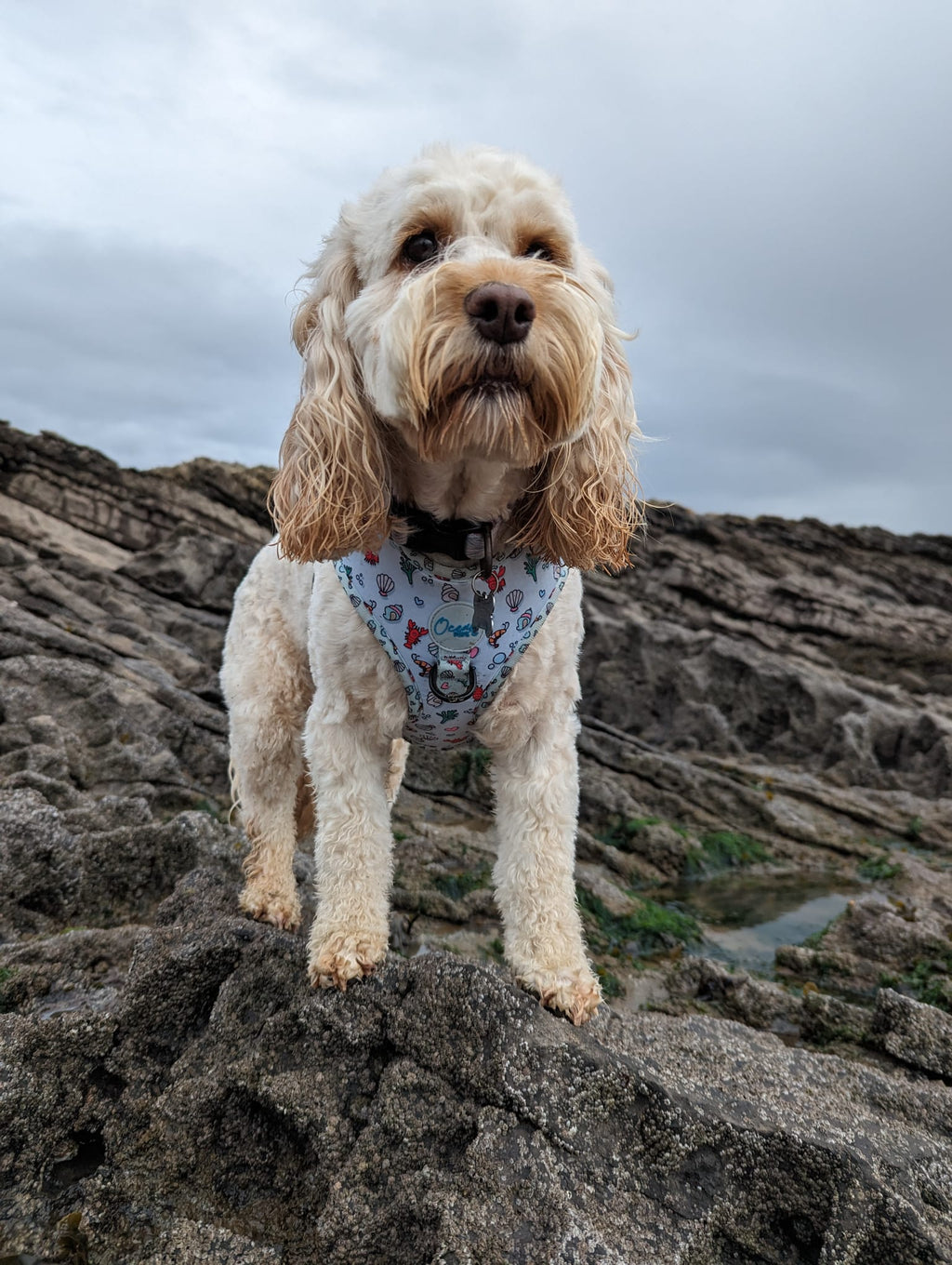 You’re My Lobster - Adjustable Harness