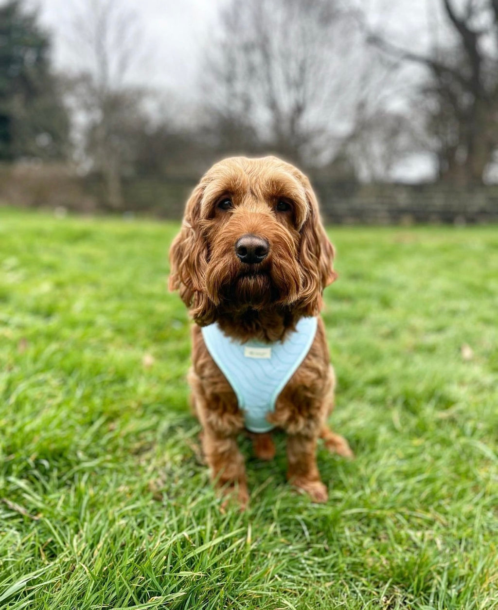 Blue Lagoon - Adjustable Harness