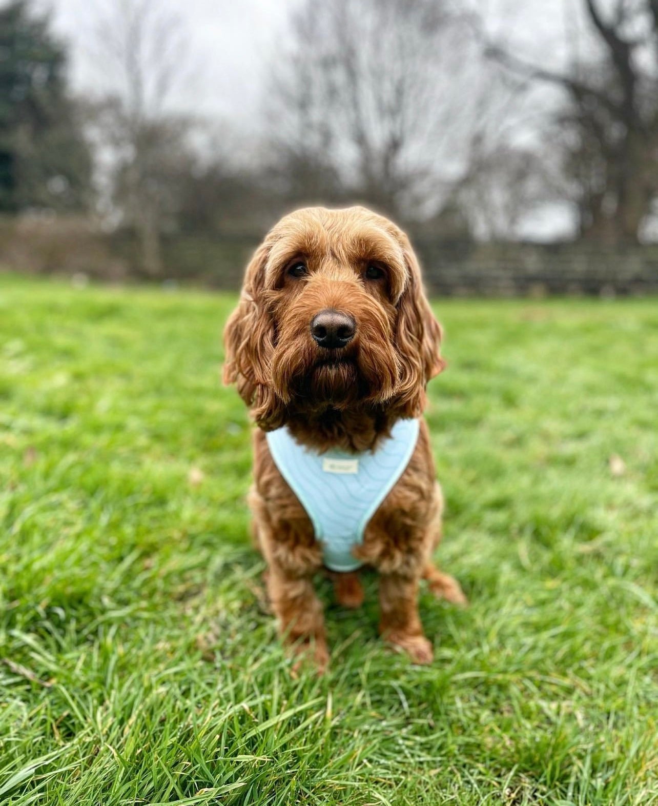 Blue Lagoon - Adjustable Harness