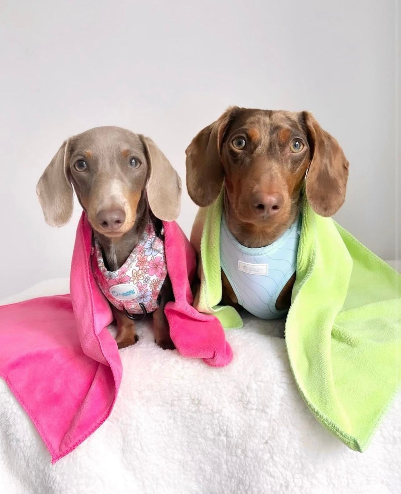 Dog towel