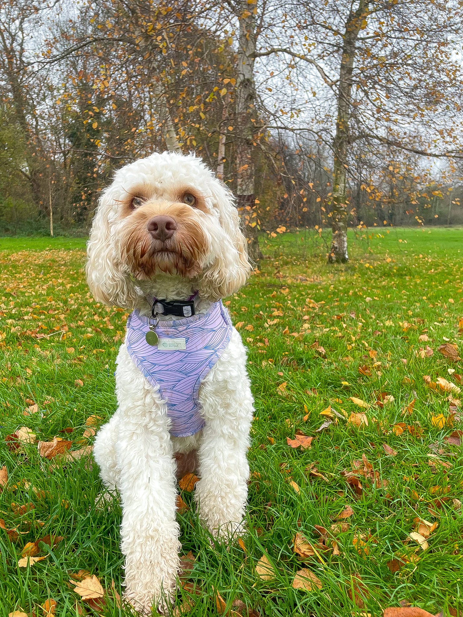 Lilac Tides - Adjustable Harness