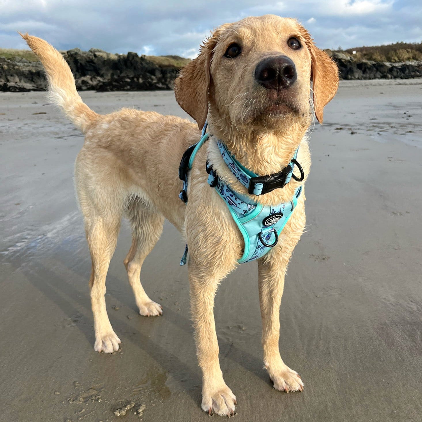 Coastal Adventures - Harness