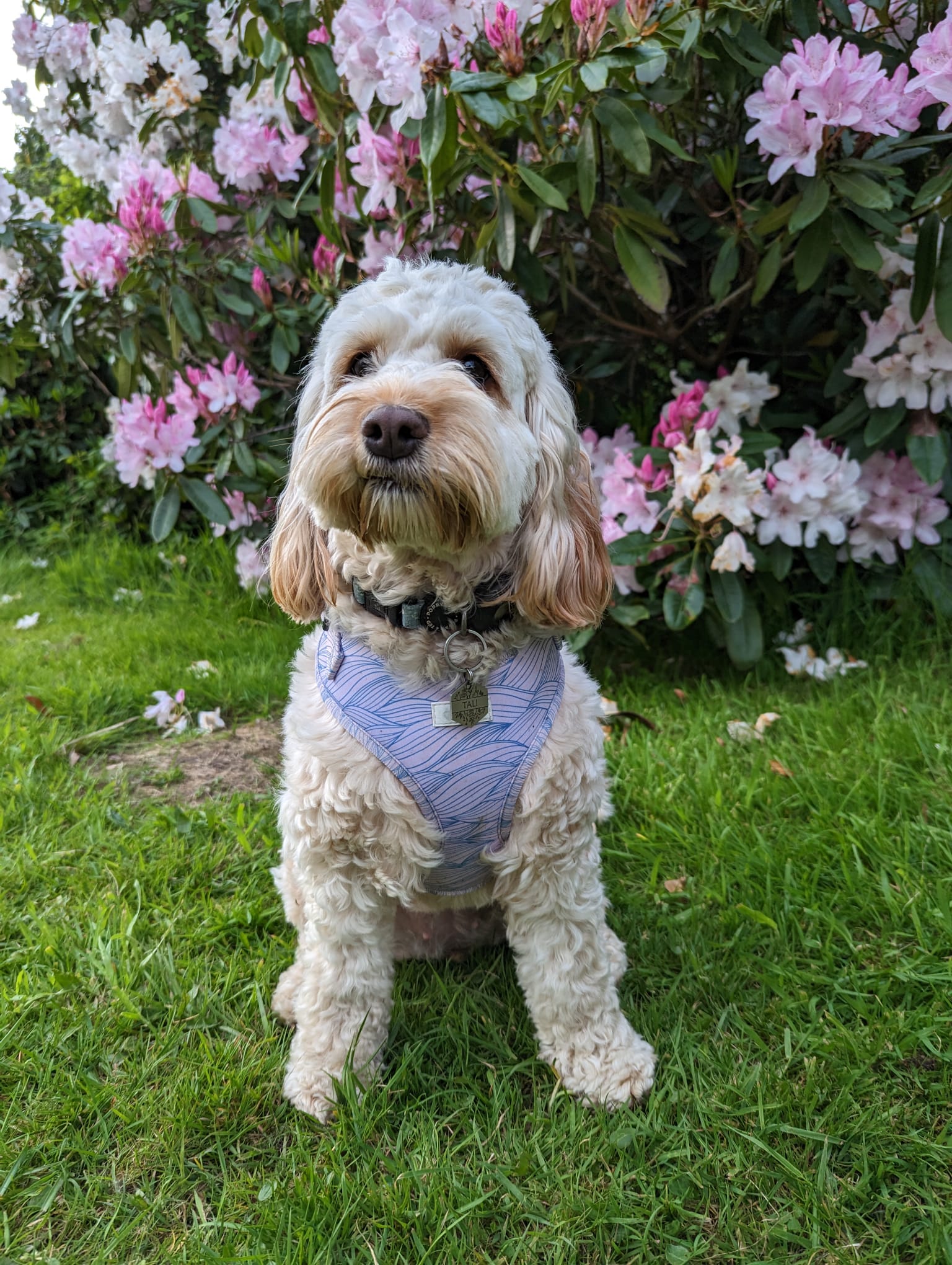 Lilac Tides - Adjustable Harness