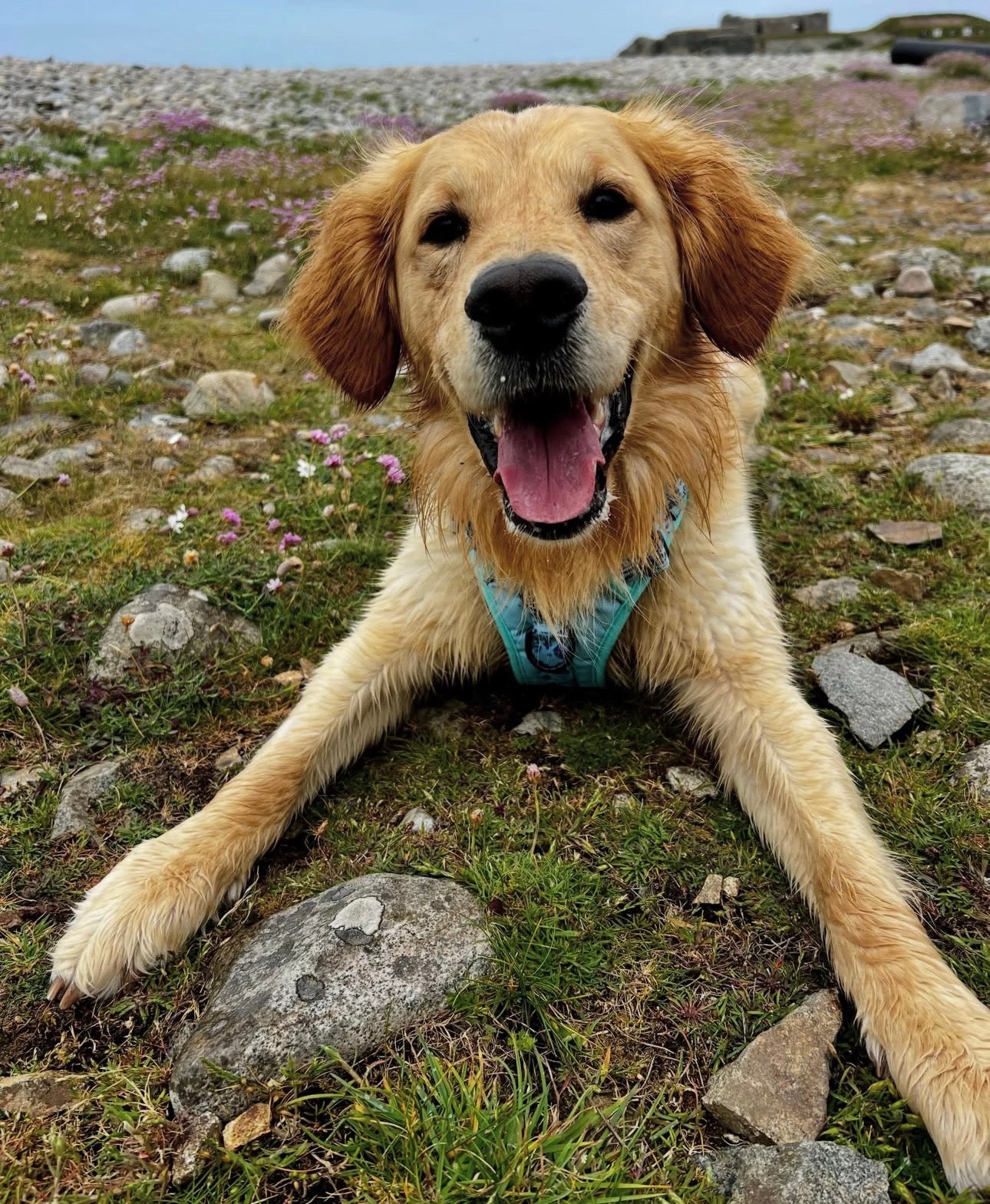 Coastal Adventures - Harness