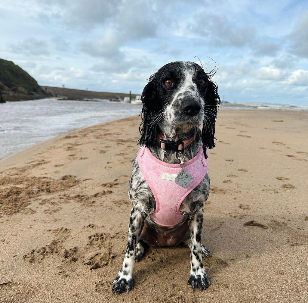 Raspberry Ripple - Adjustable Harness
