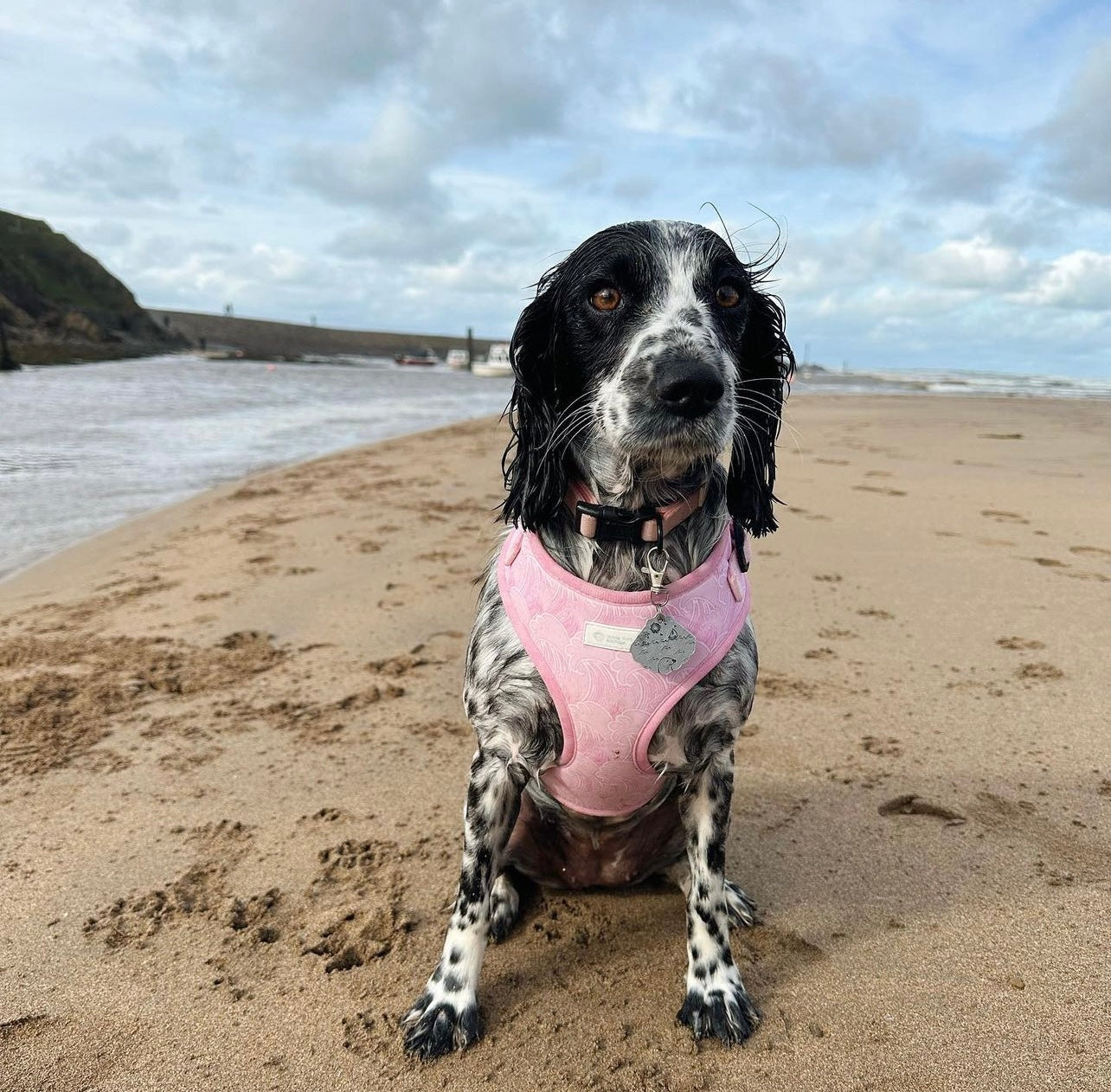 Raspberry Ripple - Adjustable Harness
