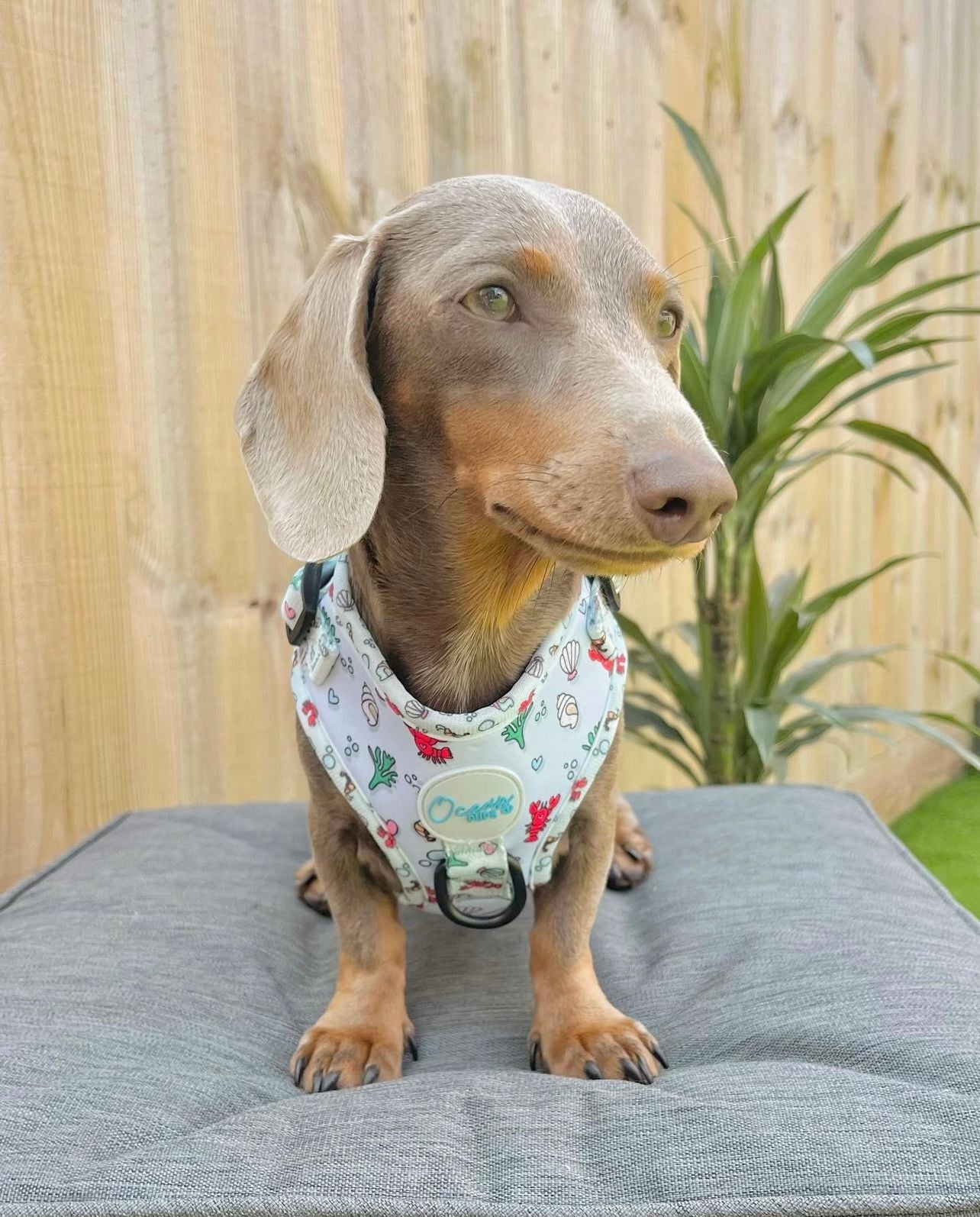 You’re My Lobster - Adjustable Harness