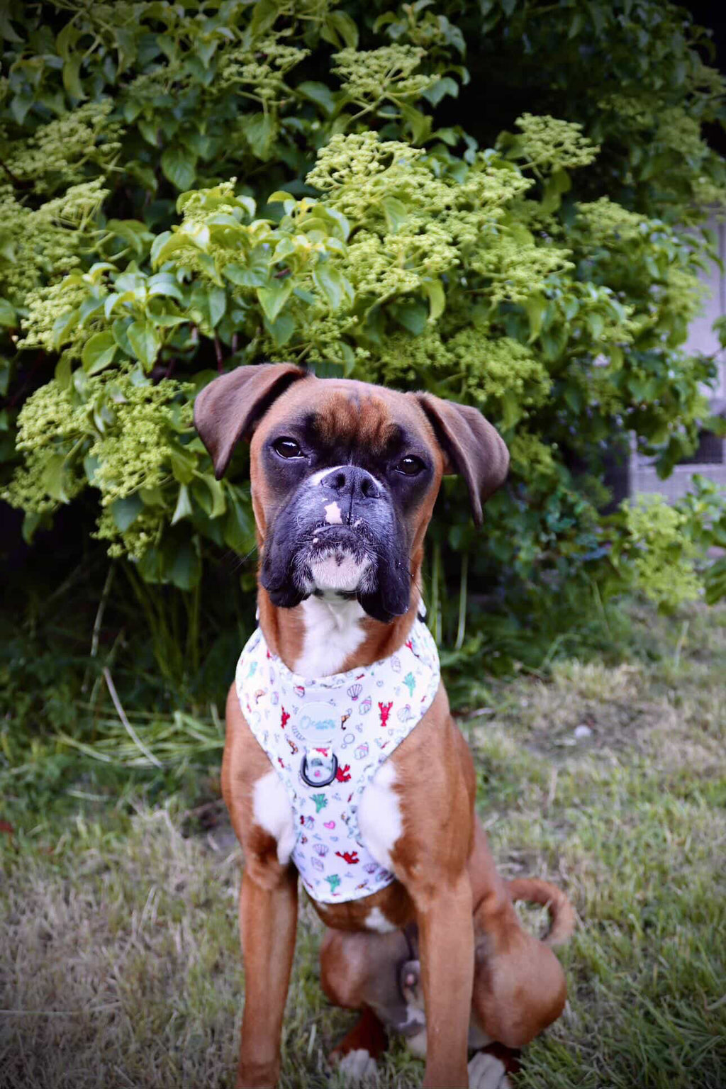 You’re My Lobster - Adjustable Harness