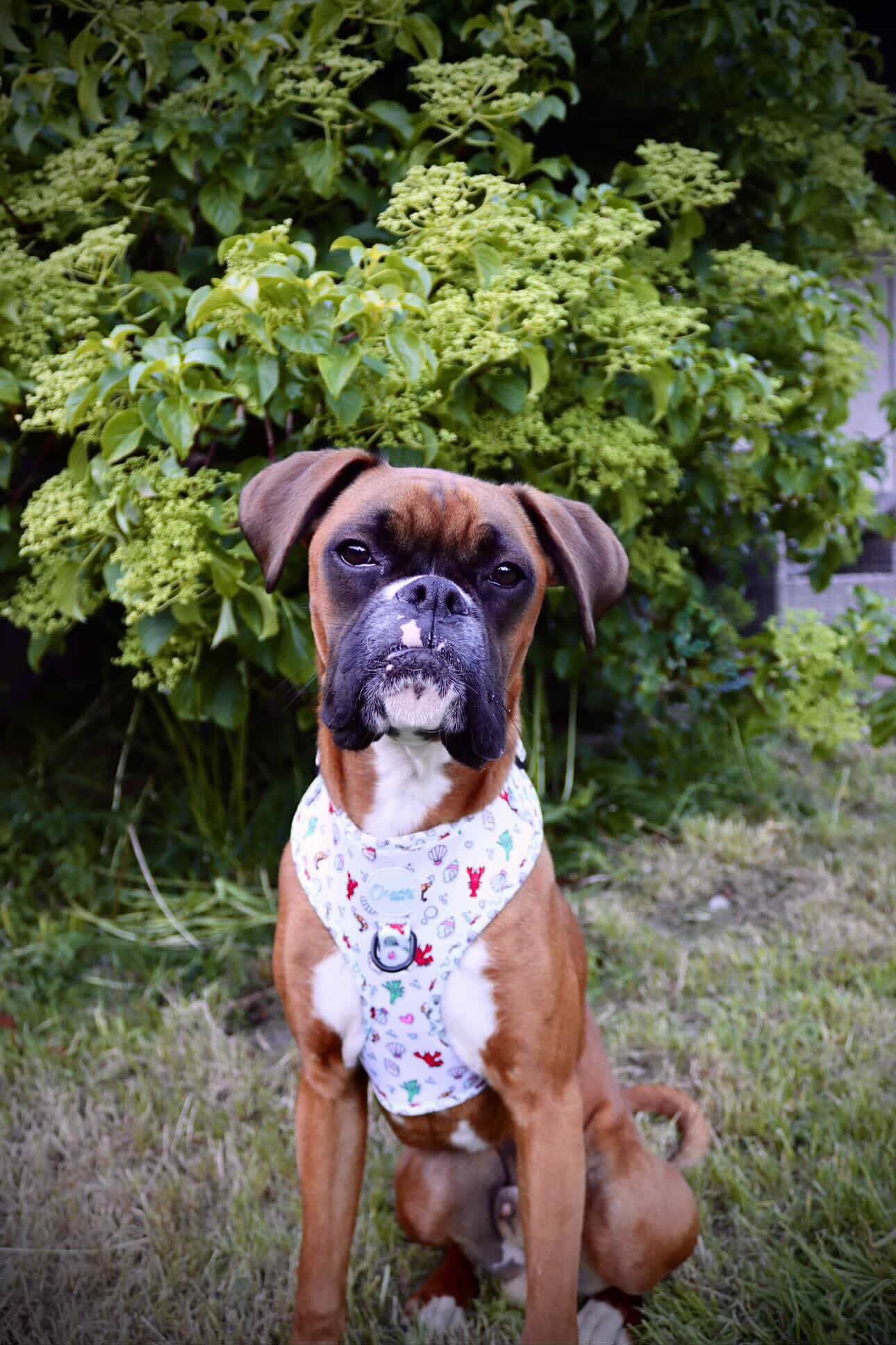 You’re My Lobster - Adjustable Harness