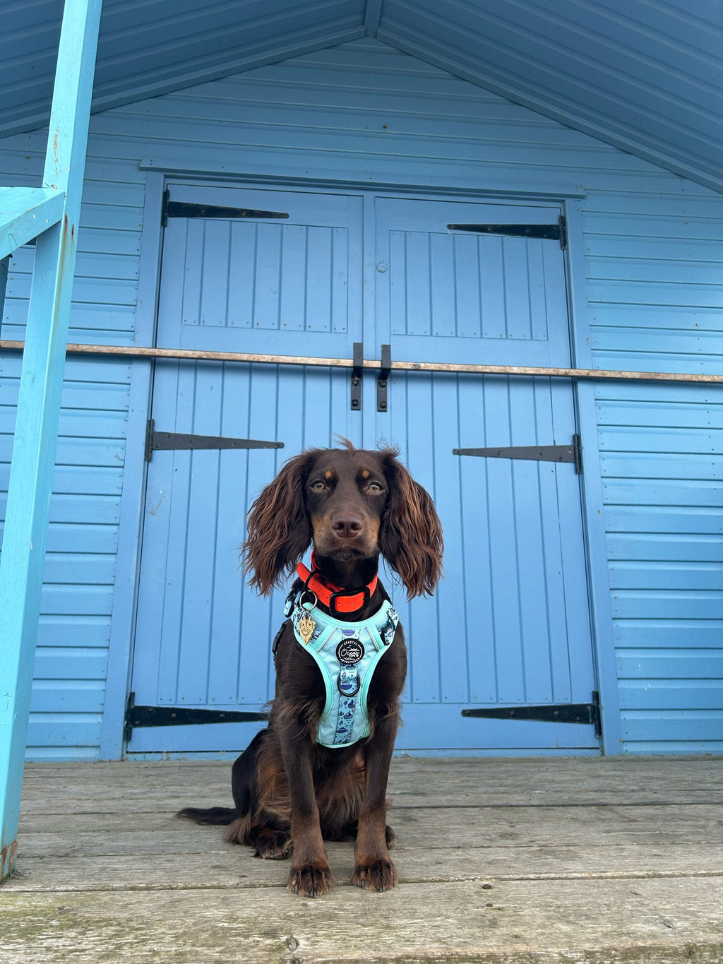 Coastal Adventures - Harness