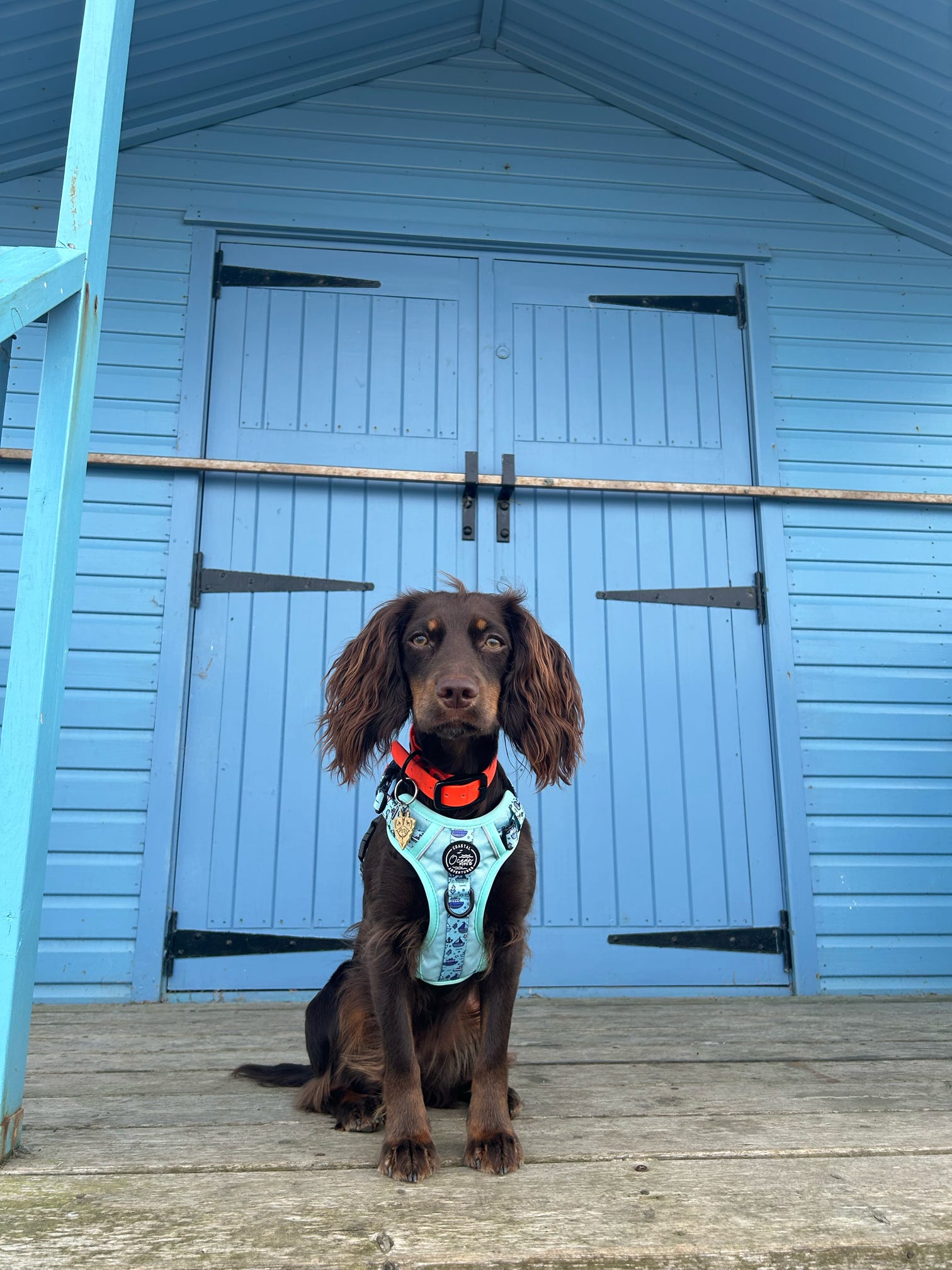 Coastal Adventures - Harness