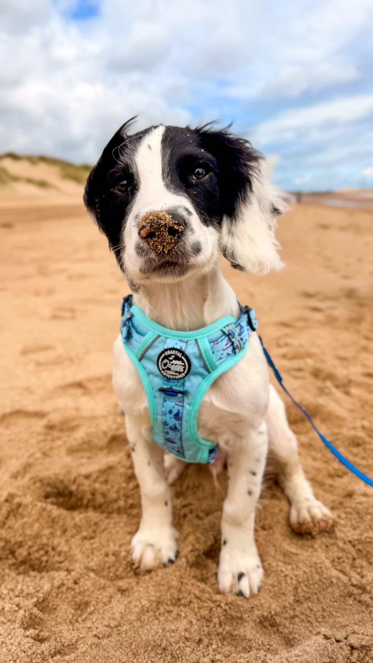Coastal Adventures - Harness