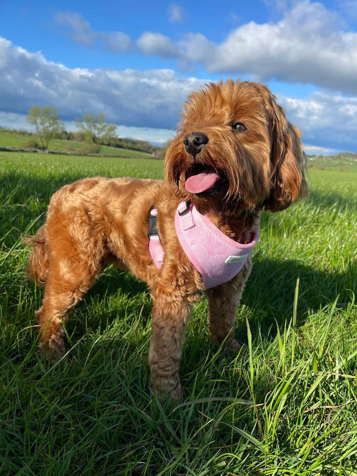 Raspberry Ripple - Adjustable Harness