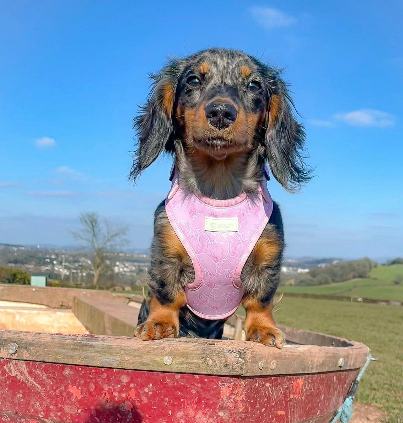 Raspberry Ripple - Adjustable Harness