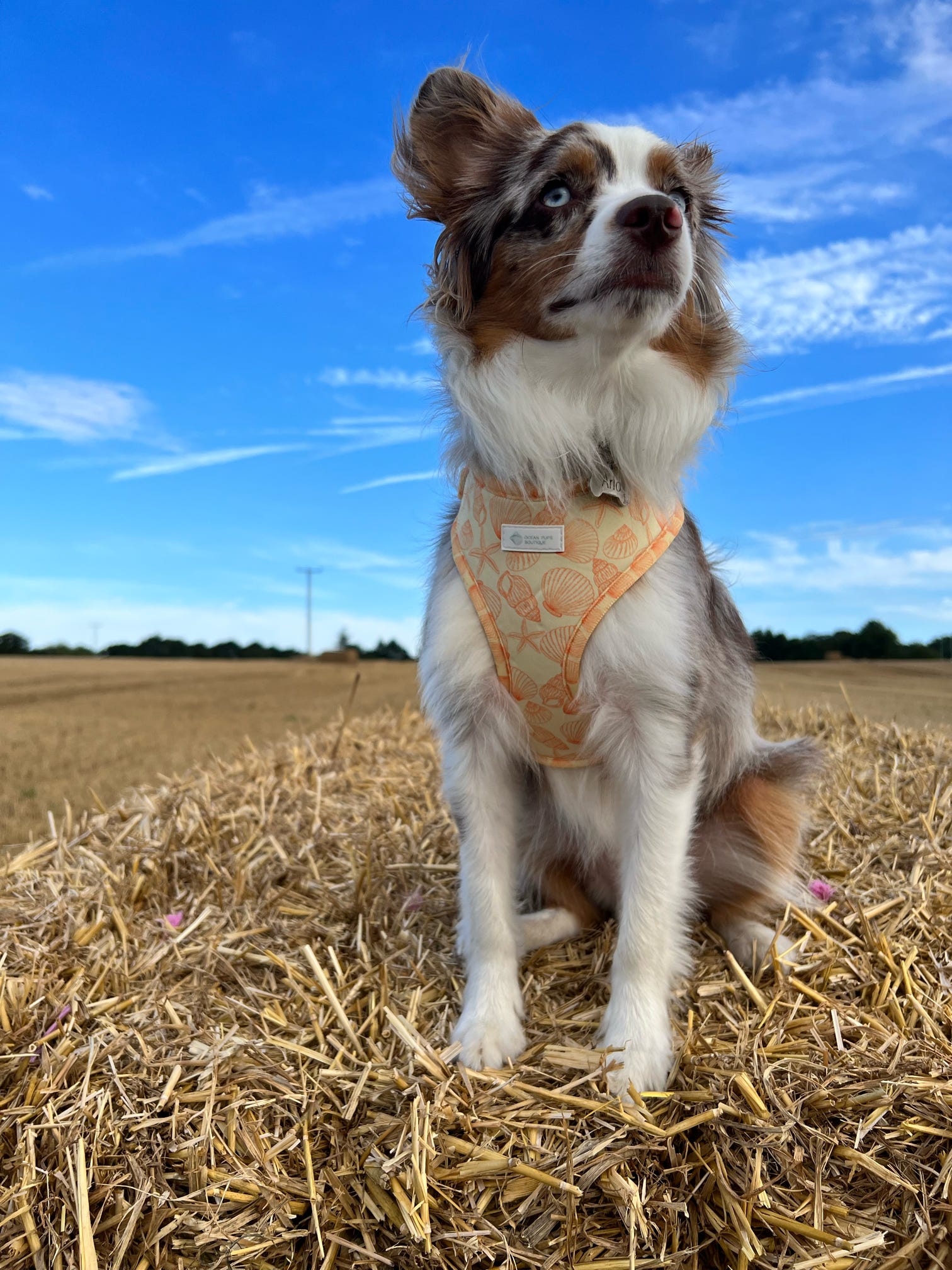 Lemon Sorbet - Adjustable Harness