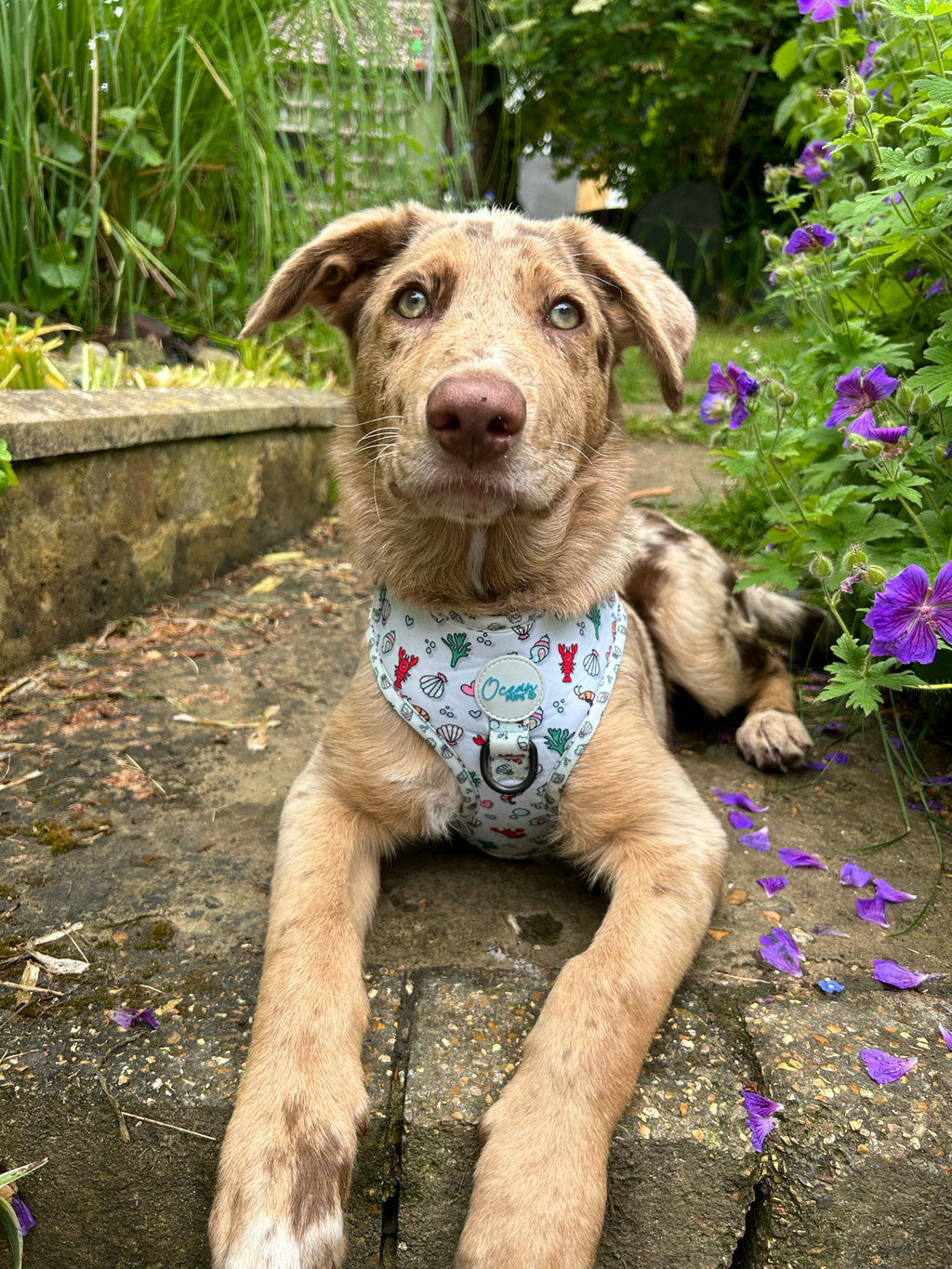 You’re My Lobster - Adjustable Harness