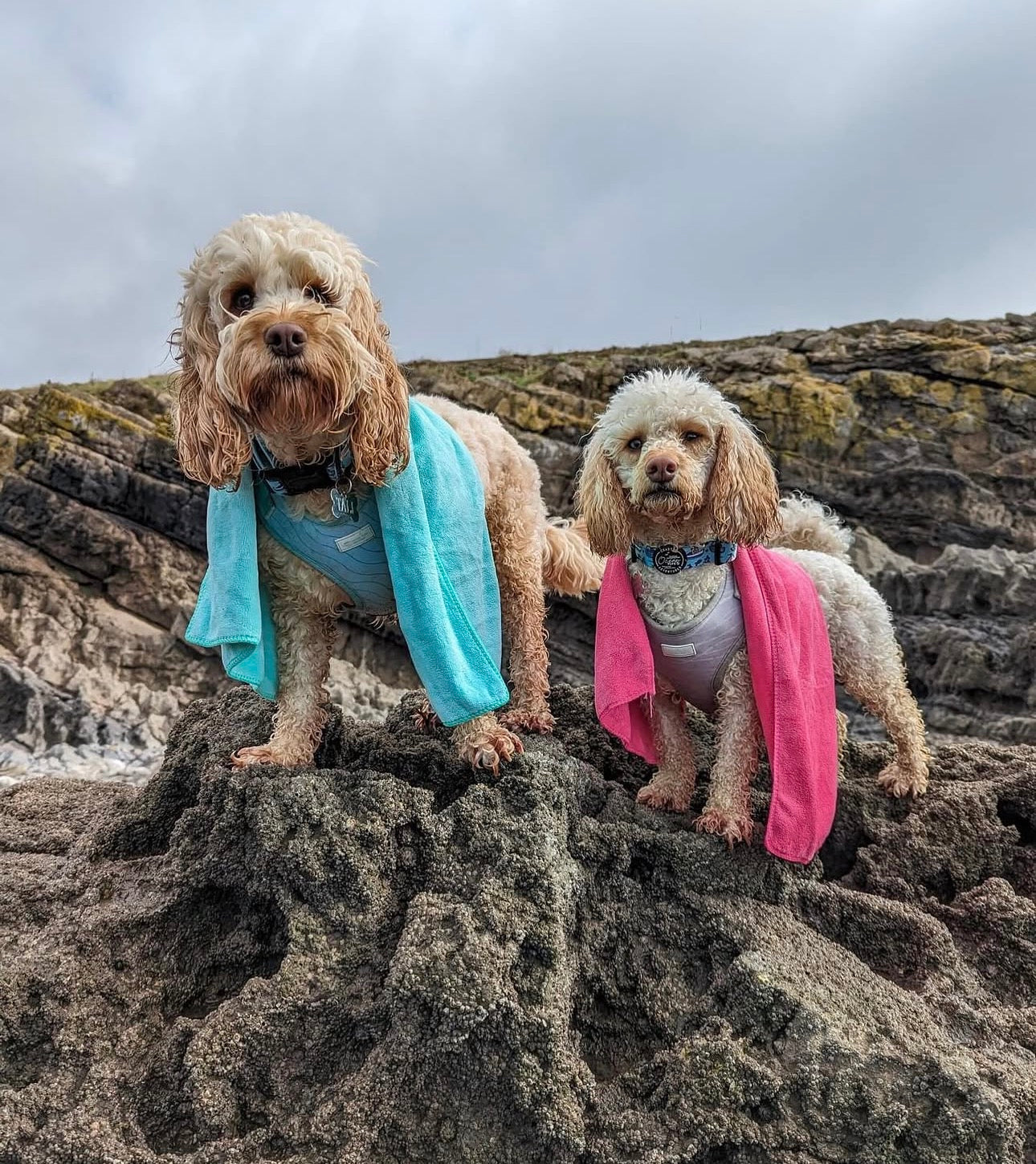 Dog towel